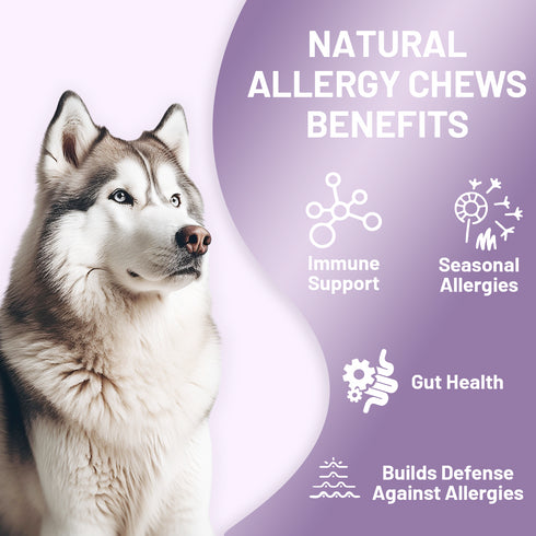 NOBLE BEAST Immune & Allergy Chews for Dogs - 120 Soft Chews - Chicken Flavor